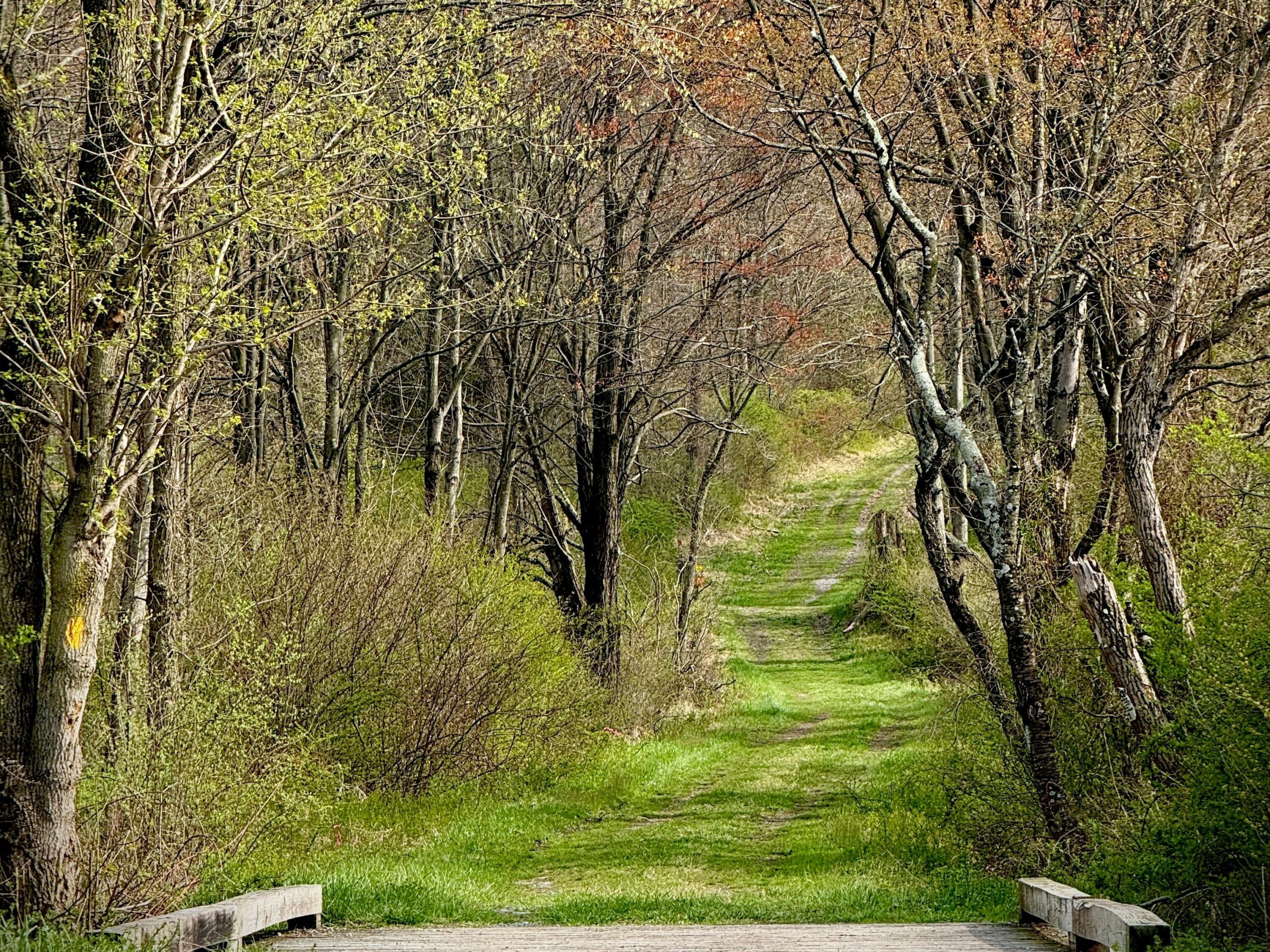 Spring in Basye