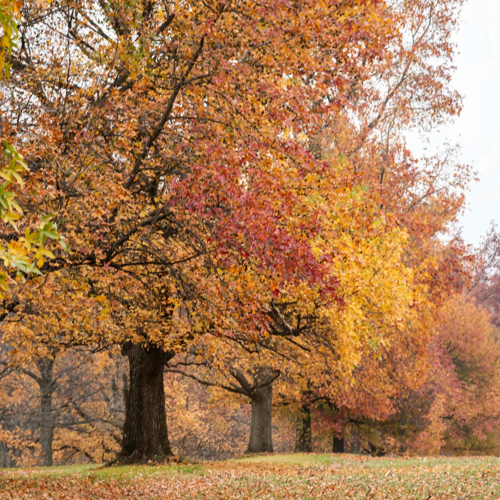 Fall Foliage
