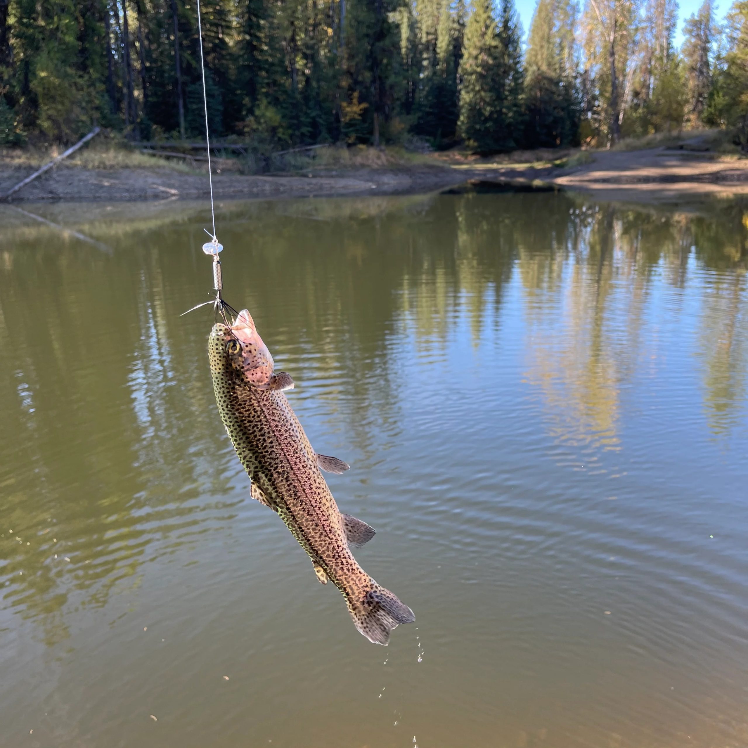 Trout fishing on Stony Creek