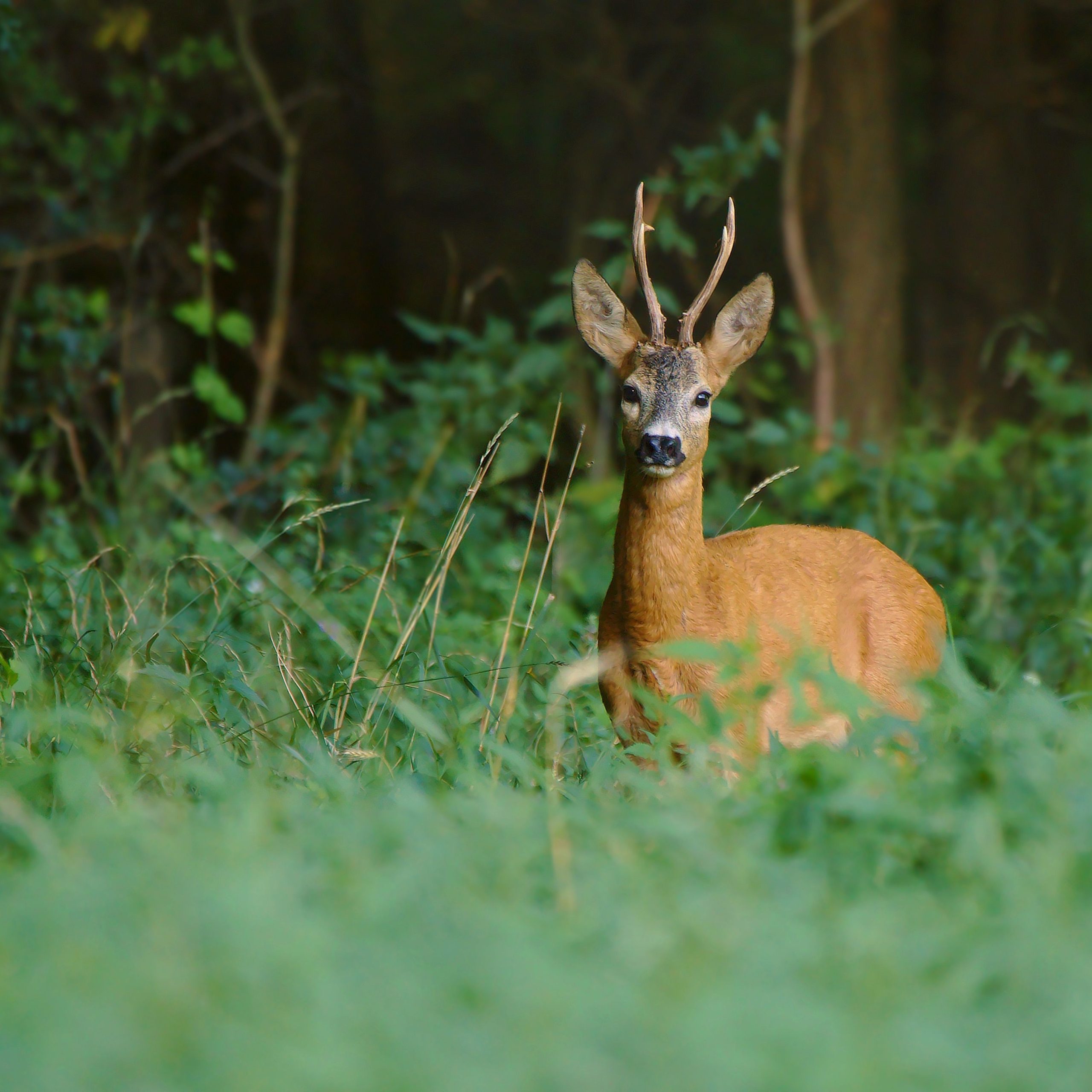 Wildlife